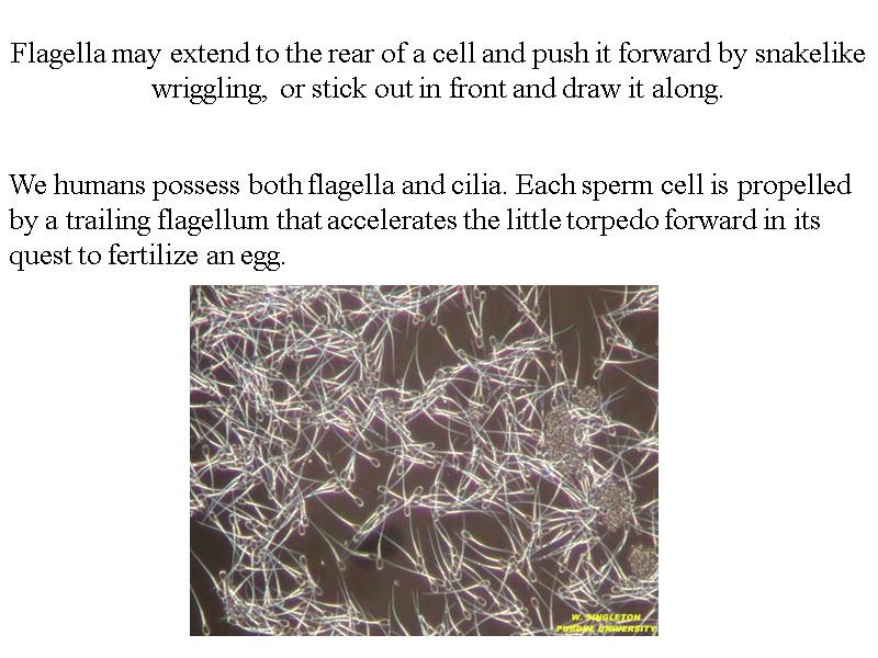 Flagella may extend to the rear of a cell and push it forward by